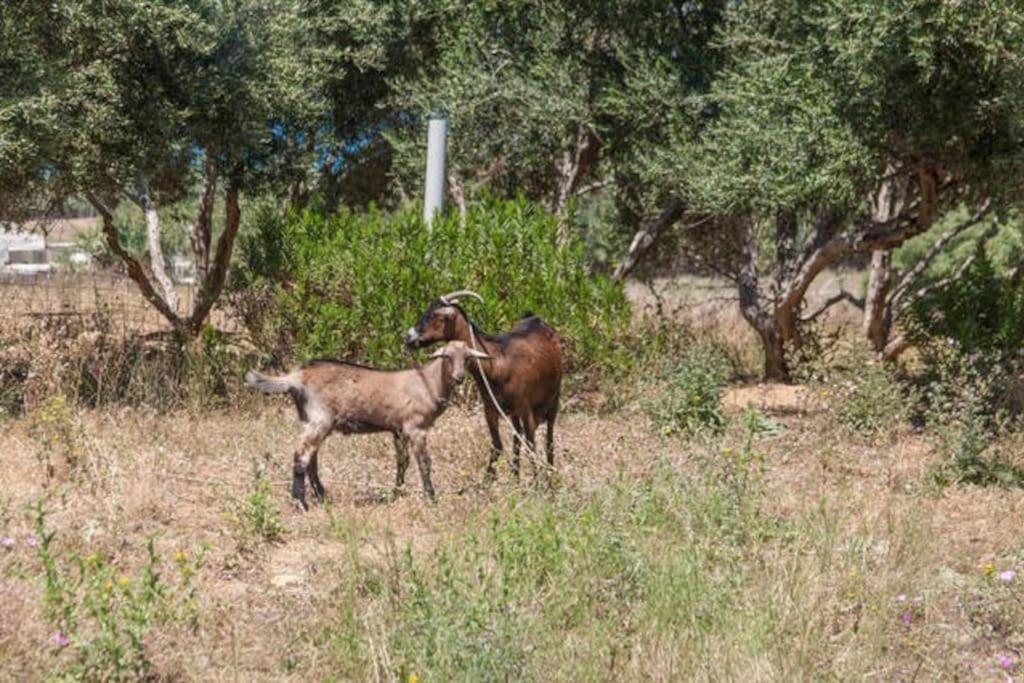 Olive Tree Farm 200M From The Beach Episkopi-Chania Eksteriør billede