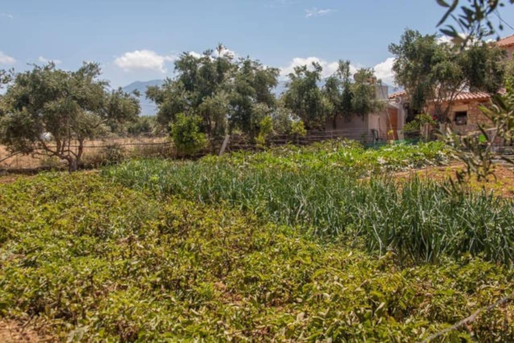 Olive Tree Farm 200M From The Beach Episkopi-Chania Eksteriør billede