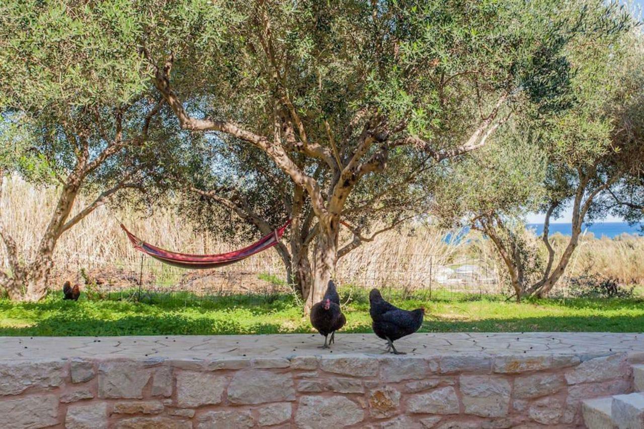 Olive Tree Farm 200M From The Beach Episkopi-Chania Eksteriør billede