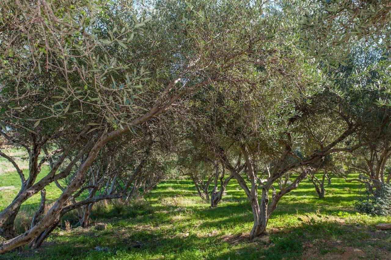 Olive Tree Farm 200M From The Beach Episkopi-Chania Eksteriør billede